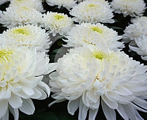 White Chrysanthemum flowers background out of a Dutch green house