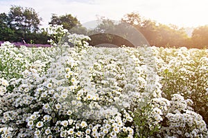 White chrysanthemum flowers that blooming beautifully in the garden