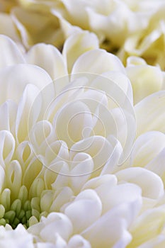 White chrysanthemum flowers closeup. Floral background.