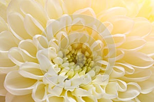 White chrysanthemum flowers closeup. Floral background.