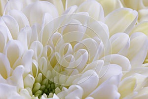 White chrysanthemum flowers closeup. Floral background.