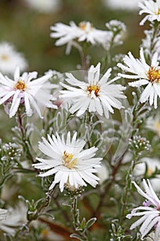 White chrysanthemum flowers on a cold autumn with needles of ice