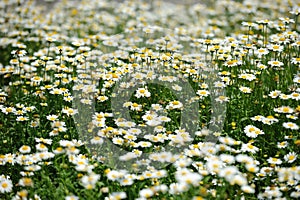 White chrysanthemum flowers