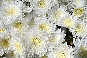 White chrysanthemum flowers