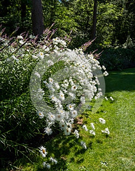 White chrysanthemum flowers at Leckford Estate, Longstock, Hampshire UK photo