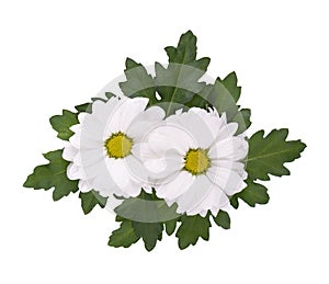 White chrysanthemum with green leaves isolated on white backgrounds. Daisy flower. Top view.