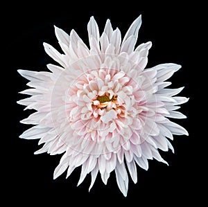 White chrysanthemum isolated on black