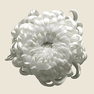 White Chrysanthemum isolated on brown background