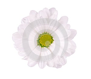 White chrysanthemum isolated on white backgrounds. Daisy flower. Top view.