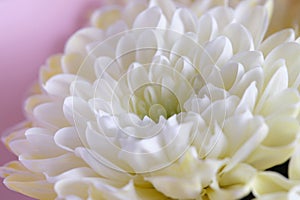 White chrysanthemum on a pink background close-up.