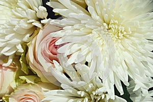 White chrysanthemum and pink roses. a lush flower. background for the design. delicate decor.