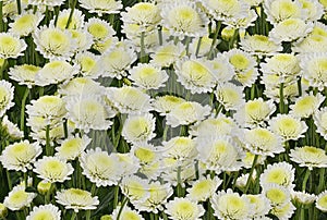 White chrysanthemum santini flowers for background