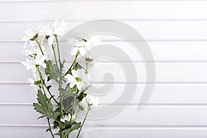 White chrysanthemum on table