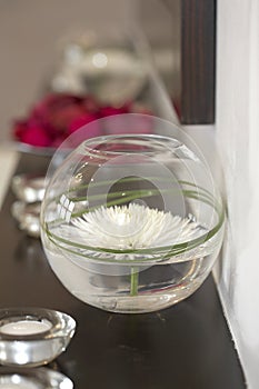 White chrysanthemum in a vase