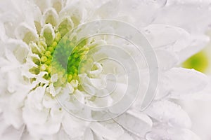 White chrysanthemum in water drops, macro