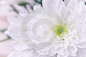 White chrysanthemum in water drops, macro photo