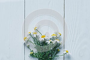 White chrysanthemum and yellow coltsfoot on white wooden background photo