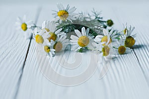 white chrysanthemum and yellow coltsfoot on white wooden background. place for text photo