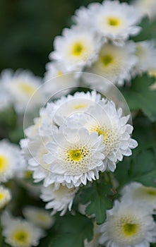 White Chrysanthemums