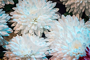 White Chrysanthemums in bloom at the Frederik Meijer Gardens