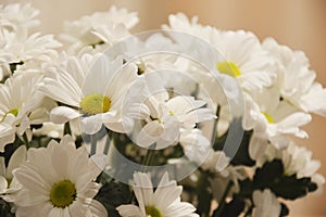 Bouquet of white chrysanthemus on a light background photo