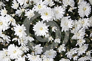 White chrysanthemums close-up, white flowers