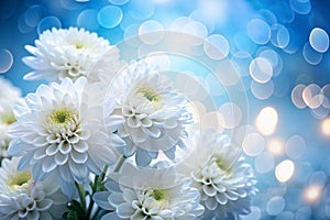 White Chrysanthemums Elegant Blooms with Blue Background