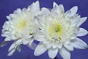 White chrysanthemums flower, Chrysanthemum sp.