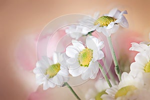 White chrysanths