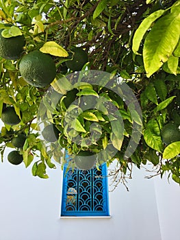 White Church, Blue Window and Green Orange Tree, Greece