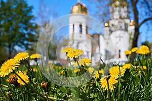 White church with golden domes and yellow spring dandelions