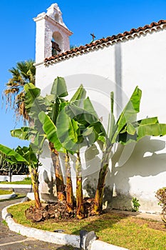 White church with tropical banana plant in Puerto de la Cruz town, Tenerife, Canary Islands, Spain