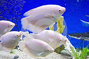 White cichlidae Malawi