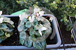 white ciclamino`s flowers in a black pot in house garden photo