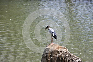 A white Ciconiiformes is standing on a rock by the water