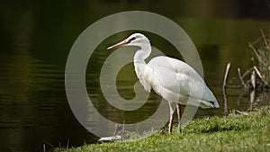 White ciconiiformes was standing near the lake alone. photo