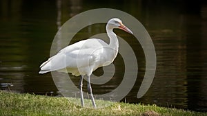 White ciconiiformes was standing near the lake alone. photo