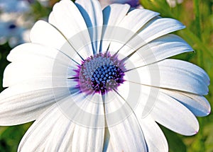White cineraria flower