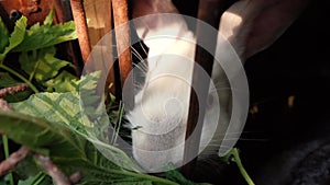 White and cinnamon rabbits eat grass sitting in a cage