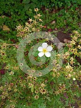 White cinquefoil Potentilla flower with buds