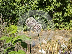 White circular shaped flowers Allium