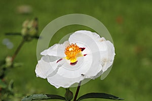 White cistus photo