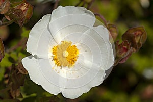White Cistus Salvifolius, flower commonly called sage-leaved rock-rose, salvia cistus photo