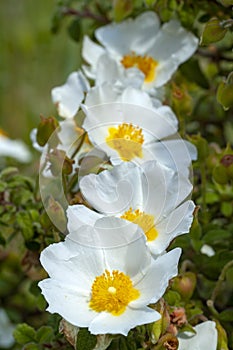 White Cistus Salvifolius, flower commonly called sage-leaved rock-rose, salvia cistus photo