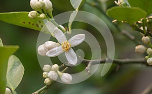 White citrus flower