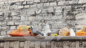 White city pigeons swooped down and pecked Packed food.