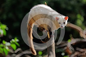 A white civet cat is watching its environment from weathered wood.