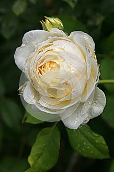 White Claire Austin English rose bloom and buds dotted with raindrops on a branch in a spring garden