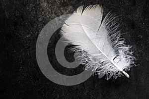 White clean delicate bird feather on black concrete stone background, contrast, purity, equilibrium