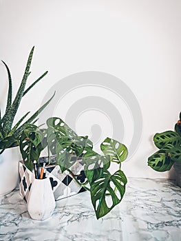 White clean work desk with numerous green plants for a relaxing no stress office space